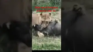 Lioness vrs warth hogi II nature
