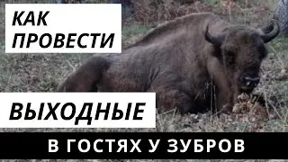 Приокско-террасный заповедник. Питомник зубров.