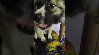 Кавказская овчарка на квадроцикле