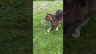 Cute cat #shorts #cat