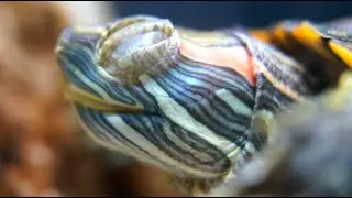 Как спит красноухая черепаха