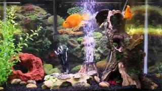 1hr relaxing music Aquarium Screensaver Fishtank HD