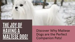 "Maltese Dog Breed: 10 Facts"