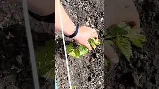 Как цветет грецкий орех
