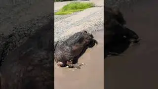 Дюрок в луже
