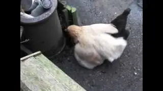Lesbian Chicken Sex Edit