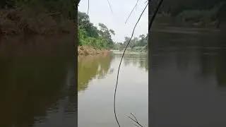 Mancing dasaran lagi pak    #fishing #mancingliar #mancingdasaran #baungbabon
