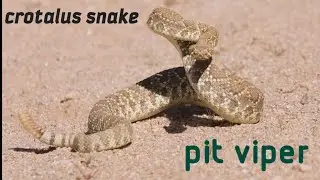 pit viper documentary