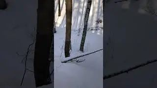 Прогулка, Зимний лес