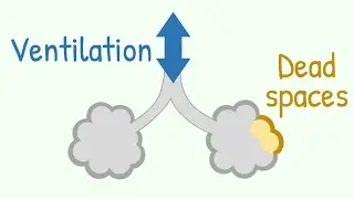 Ventilation & Dead Spaces in Respiratory Tract