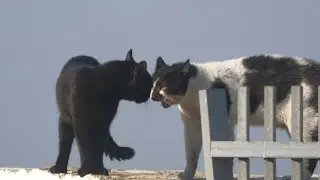 Two Male Cats don’t want to fight