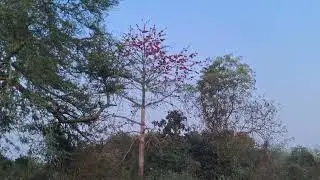 Nature 