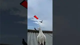 pigeon landing video part 6 🔥 | #pigeon #kabootar #shortsfeed #shorts