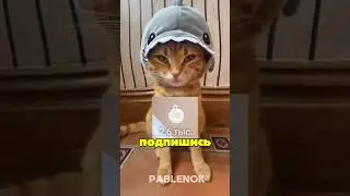 Полезна ли вода со льдом коту? Иван золо захватит мир? Сразу к делу! 