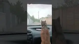 Как кошка ехала домой🥹