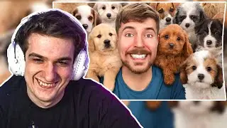 ЭВЕЛОН СМОТРИТ: Я Нашел Дом 100 Собакам! | EVELONE