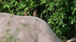 Yellow-billed Oxpecker (Buphagus africanus) - Jakhaly-Sapu ricefields (Gambia) 23-11-2024