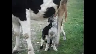 keçilerin üvey annesi