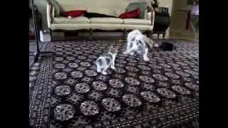 Друзьяшки играют)