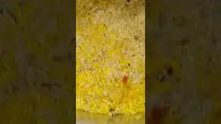 Biryani