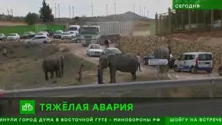 ДТП со слонами в Испании
