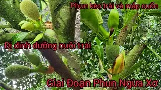 Vườn Mít Indo Ruột Đỏ 3 Năm Tuổi Hôm Nay Bắt Đầu Xuống Trái Đều Vườn - Anh Chủ Vườn Rất Hài Lòng