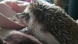 My Hedgehog Pippi Eating Chicken For Just Over 2 Minutes