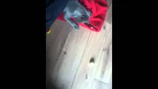 Staffordshire bull terrier puppy