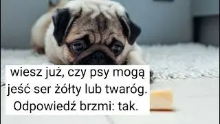 czy psy mogą jeść ser ? 🤔🐕🧀