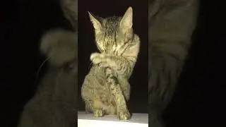 Cat Grooming