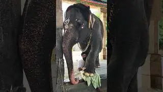 எனக்கு கால் வலிக்குது Massage பண்ணு 🐘