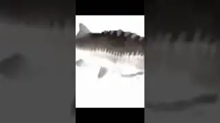 Ютуб в России: