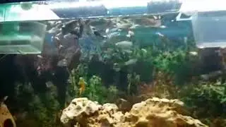 Ömer'in Akvaryum Dünyası