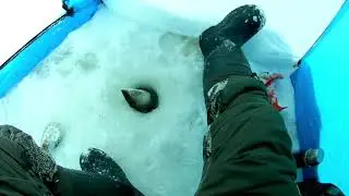 ПЕЛЯДЬ-2 озеро Полноватское 