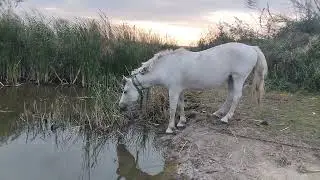 the mare rushed towards the water