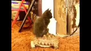 кот на черепахе (приколы с животными)