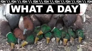 Duck Hunt 2017: A Quick Limit of Mallards