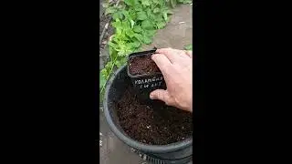Размножаю головами ежевику Коламбия Гиант