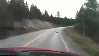 Deer Slips While Crossing Icy Road