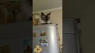 Маня и холодильник