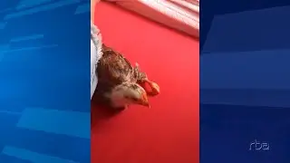 Galinha famosa!