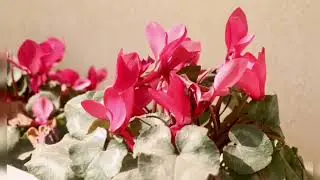 Как вырастить цикламен из семян