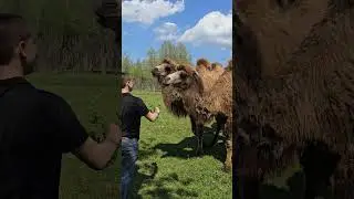 В прекрасной России, в славной Чувашии, в удивительном городе Козловка живёт табун верблюдов.