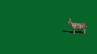 Goat || Green Screen Videos
