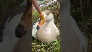 Meet Our Broody Goose! What's She Up To? #shorts #goose #broody #cuteshorts