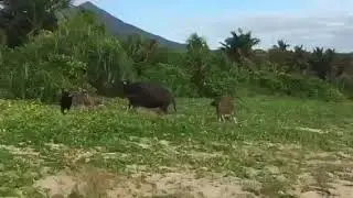 Dog wants to play with water buffalo
