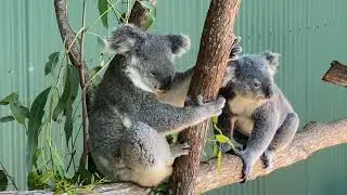 Wildlife Habitat. Port Douglas