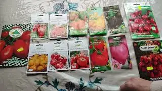 The best tomato varieties 2025 / Professional and Italian seeds