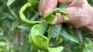 Mandarin trees moving higher and higher