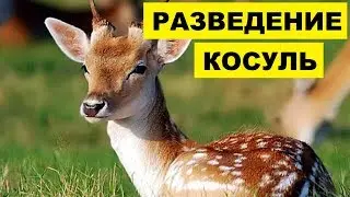 Разведение и содержание косуль как бизнес идея